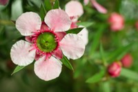 bigstock-Manuka-leptospermum-Scoparium-43465603.jpg