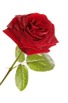 blossomeco-beautiful-red-rose-26366507.jpg