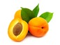 blossomeco-Fresh-apricot-on-white-backgro-17066168